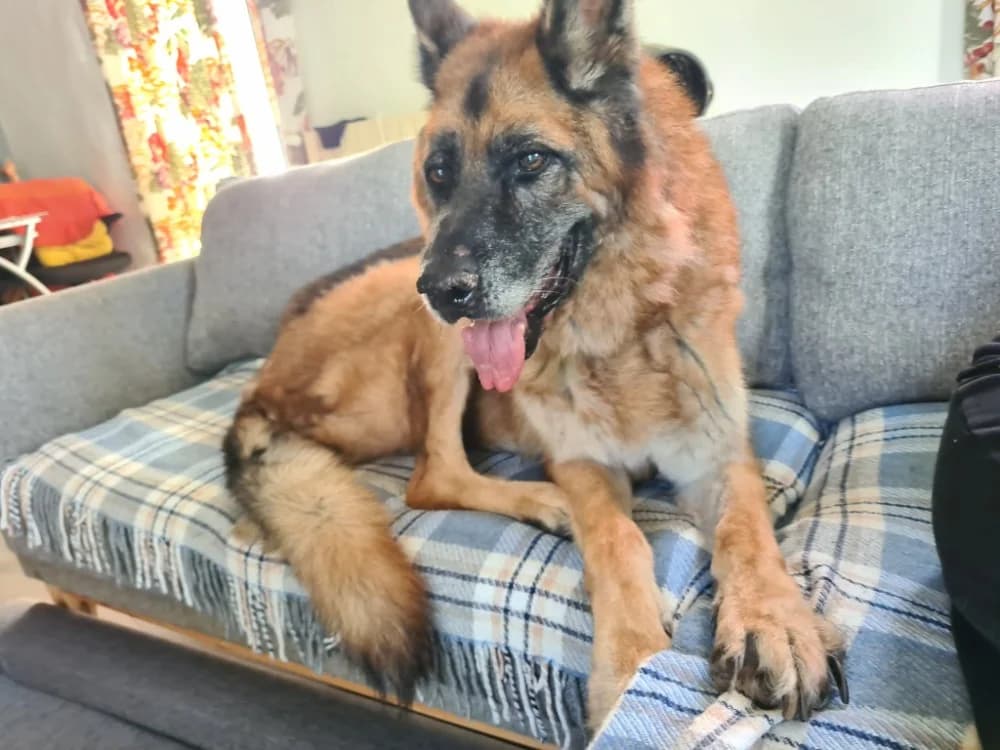 JO, male senior German Shepherd for adoption at Maison SPA), Niort