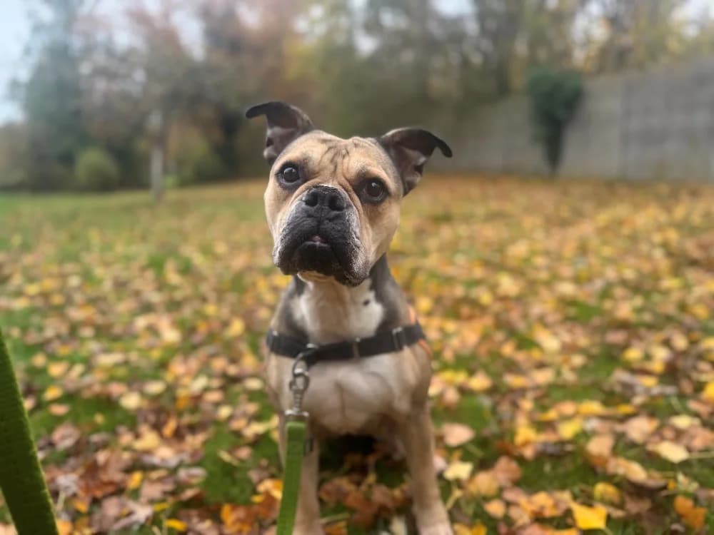RUBY, female 6yo English Bulldog for adoption at SPA Orgeval, Orgeval