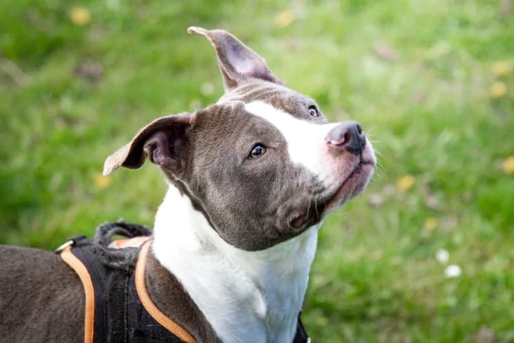 TANIA, female 4yo American Staffordshire Terrier for adoption at SPA Orgeval, Orgeval