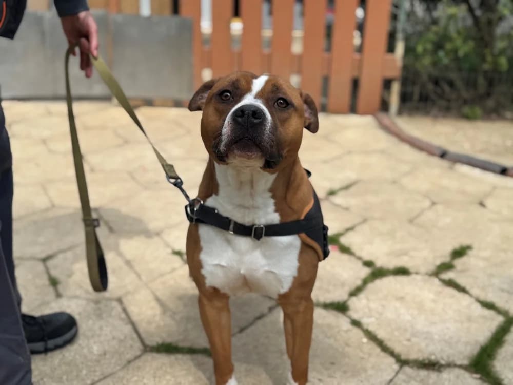 Drago, male 4yo American Staffordshire Terrier for adoption at SPA Orgeval, Orgeval