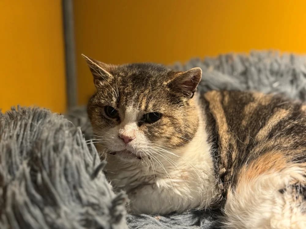 LOU A17382, female senior mixed breed for adoption at SPA Orgeval, Orgeval