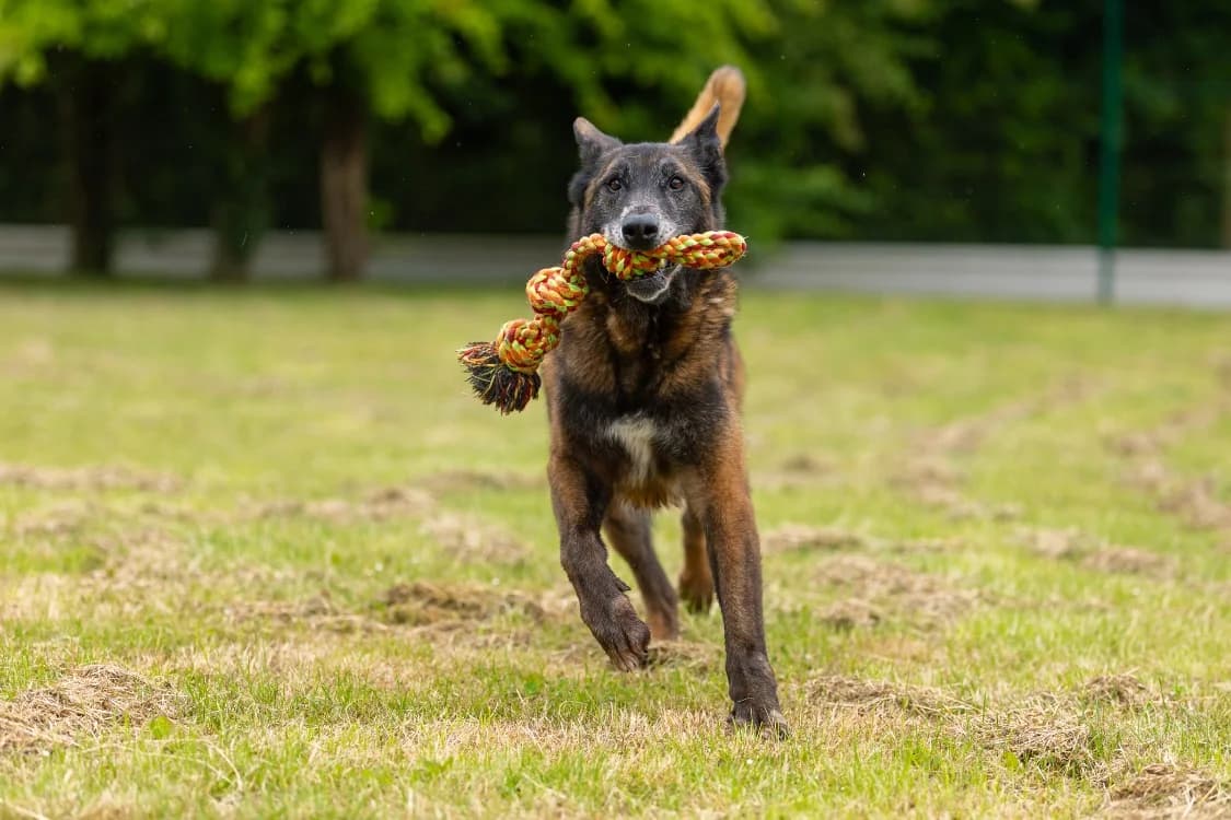 LEON, male senior Belgian Malinois for adoption at SPA Orgeval, Orgeval