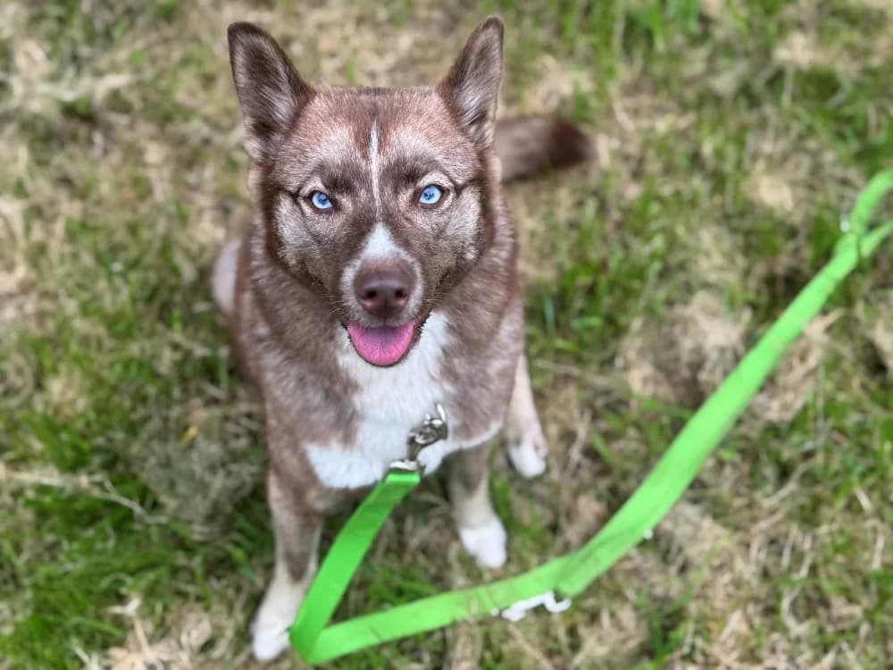 ALBA OAA19974, female Husky for adoption at SPA France, Paris
