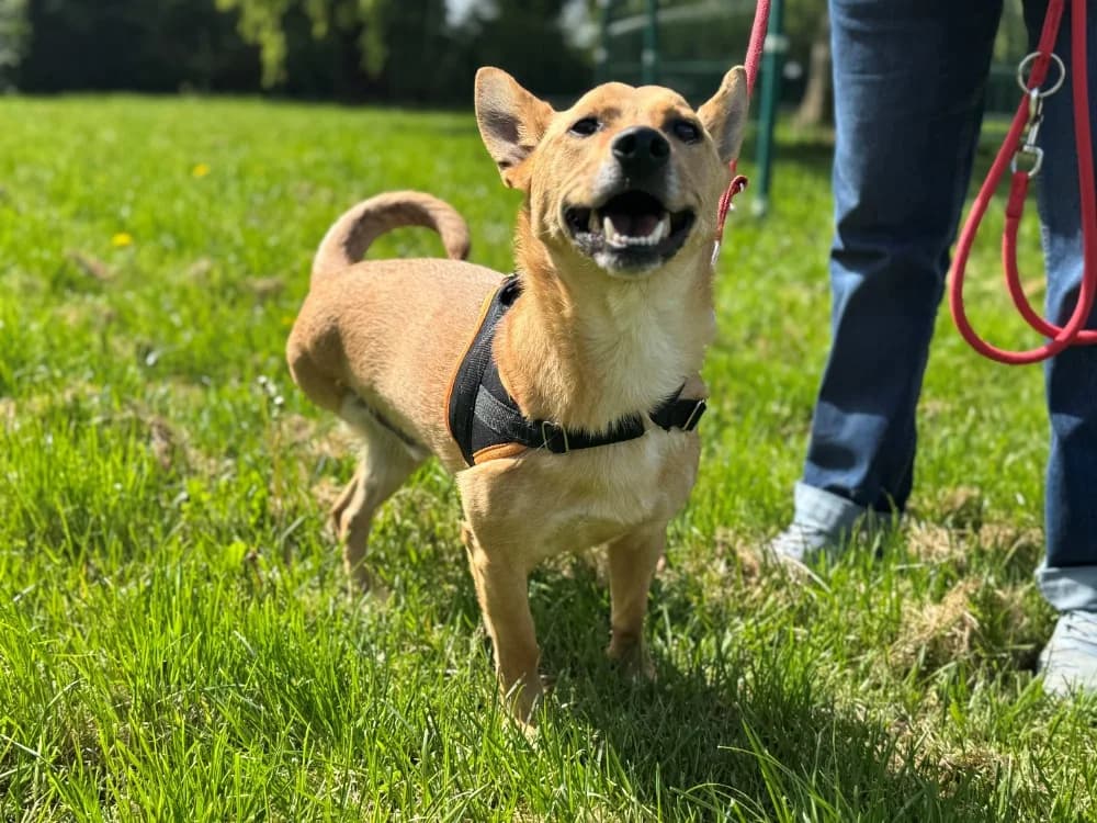 TAIKO (réservé), male young mixed breed for adoption at SPA Orgeval, Orgeval