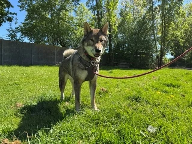 SAORO (réservé) OAA19985, male 4yo Shiba Inu for adoption at SPA Orgeval, Orgeval
