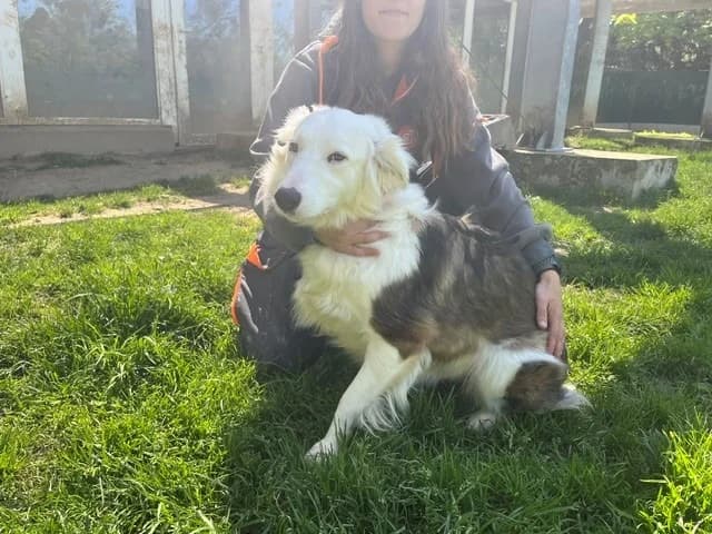 GHISLAINE OAA19986, female Border Collie for adoption at SPA Orgeval, Orgeval