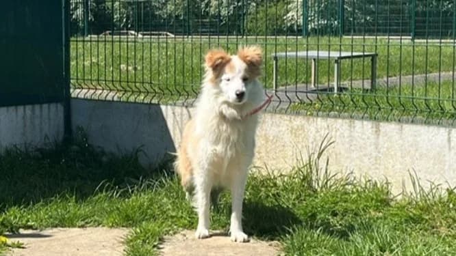 JOSIE OAA19987, female Border Collie for adoption at SPA Orgeval, Orgeval
