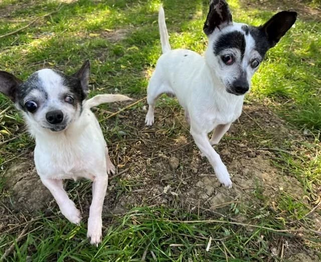 SERGE, male senior Chihuahua for adoption at SPA Orgeval, Orgeval
