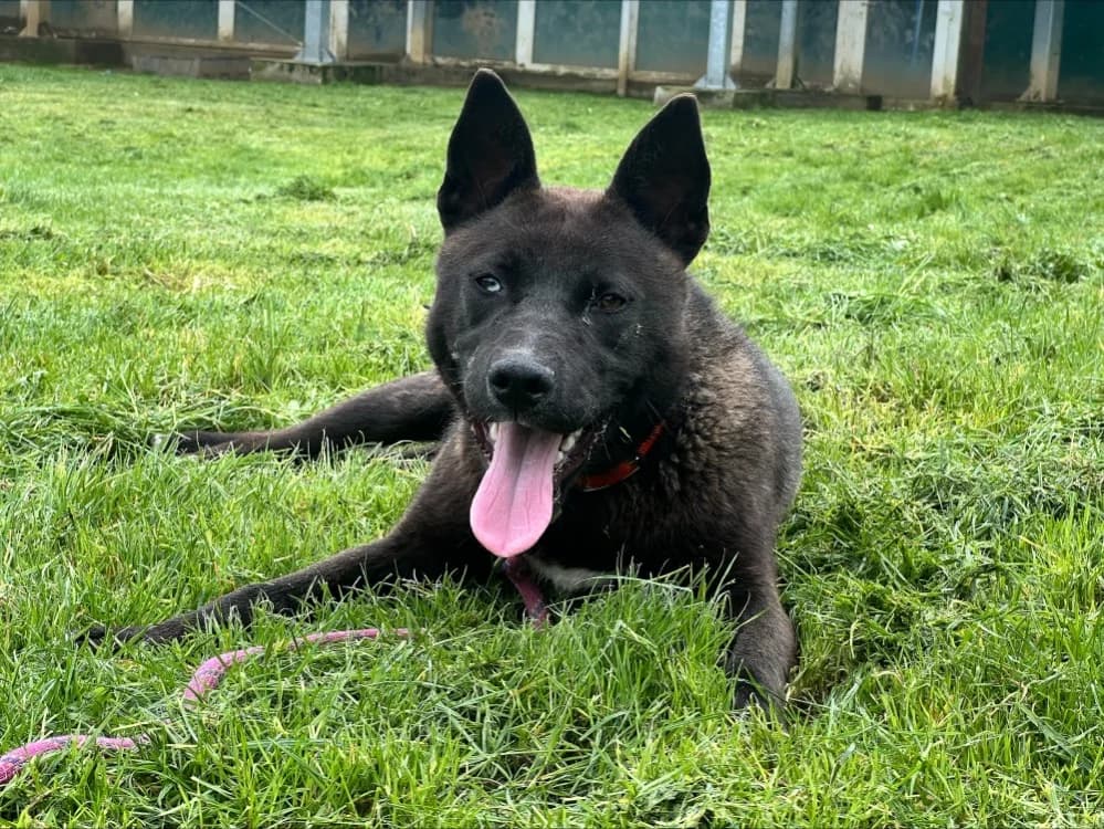 BOWIE OAA20000, male young Husky for adoption at SPA Orgeval, Orgeval