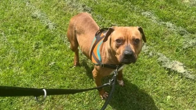AUBERGINE OAA20002, female 3yo Mixed Breed for adoption at SPA Orgeval, Orgeval