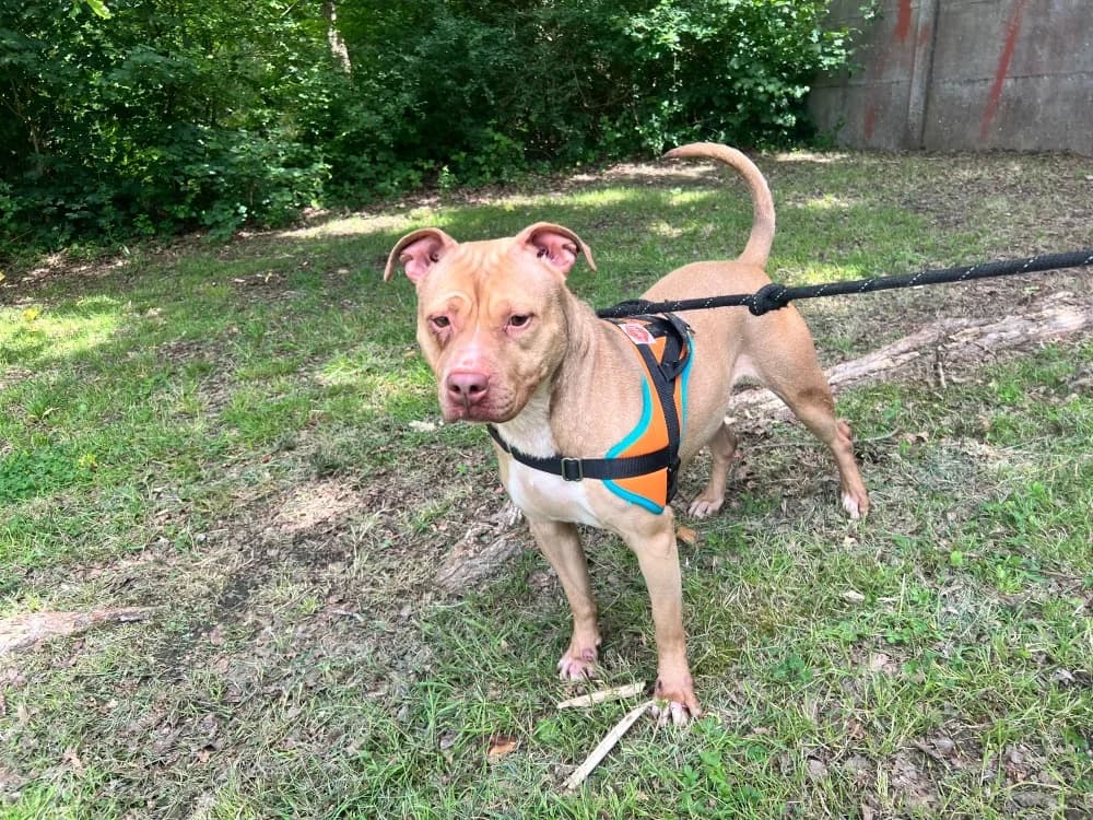 NALA, female 4yo Labrador Retriever for adoption at SPA Orgeval, Orgeval