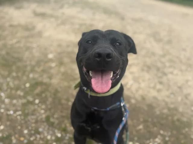 HERMES, male young Mixed Breed for adoption at SPA Orgeval, Orgeval
