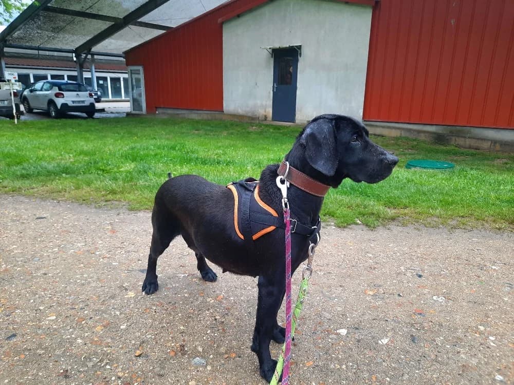 GUCCI, female 5yo Labrador Retriever for adoption at SPA Orgeval, Orgeval