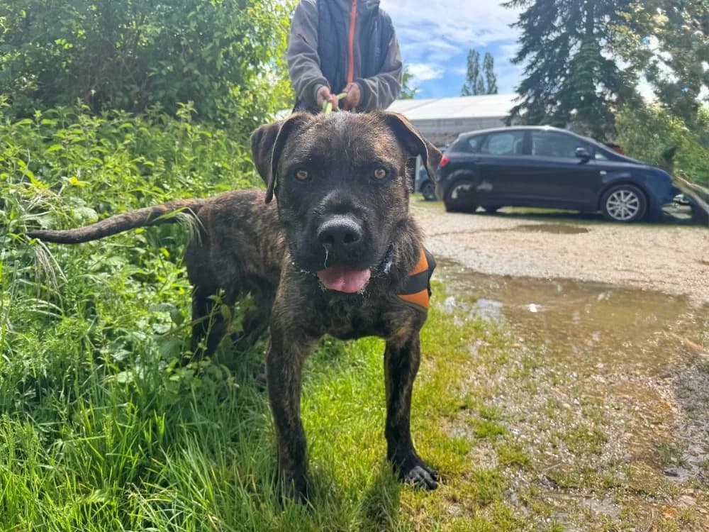 ELVE, male young Cane Corso for adoption at SPA Orgeval, Orgeval