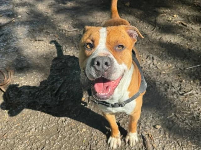 KAI, male young Mixed Breed for adoption at SPA Orgeval, Orgeval