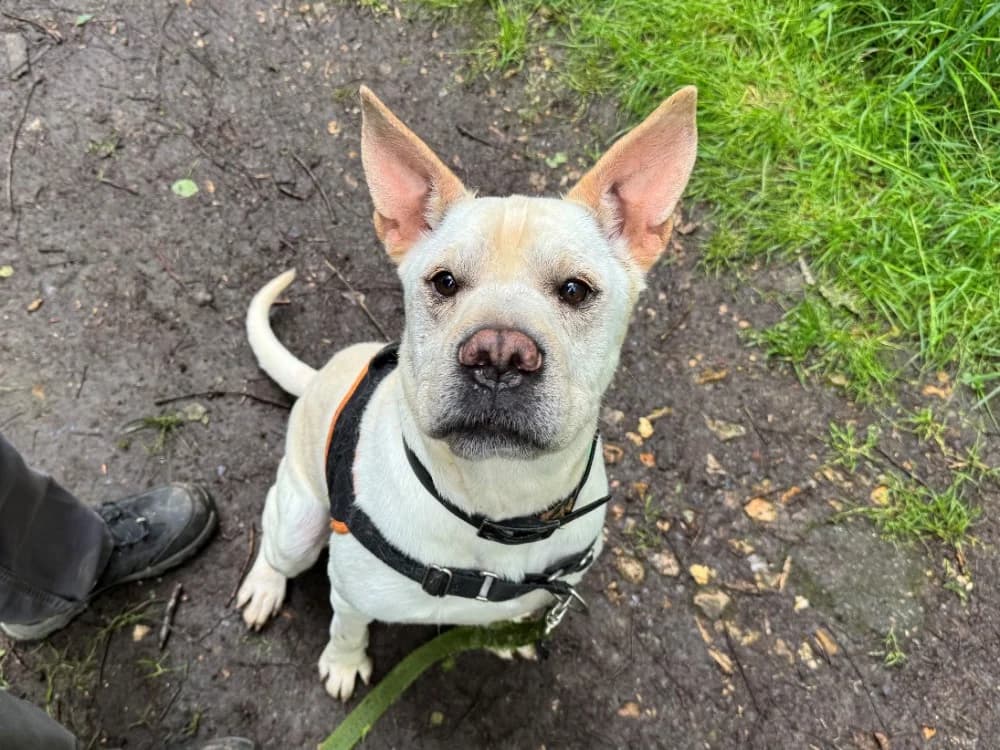 SIMBA, male 6yo Mixed Breed for adoption at SPA Orgeval, Orgeval