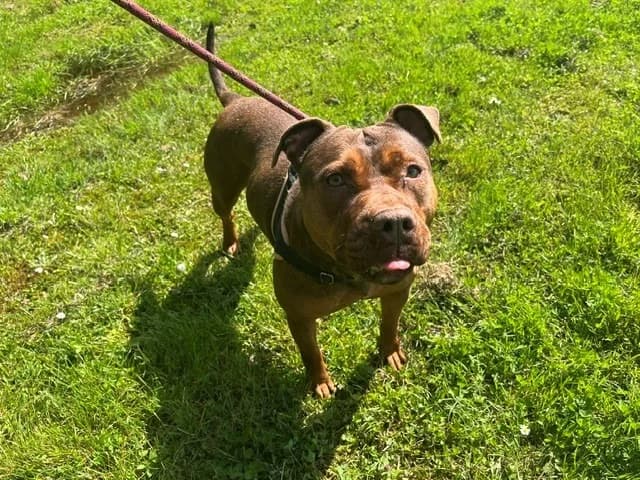 BUENO, female young mixed breed for adoption at SPA Orgeval, Orgeval