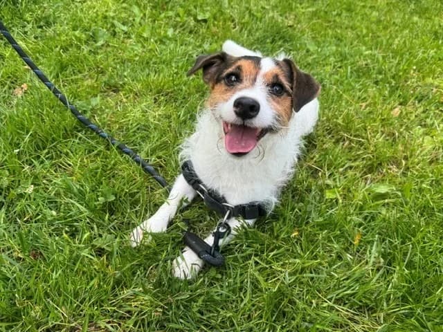 SPOT, male 5yo Jack Russell Terrier for adoption at SPA Orgeval, Orgeval