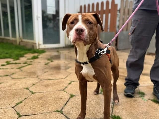 DIOR, female 4yo Mixed Breed for adoption at SPA Orgeval, Orgeval