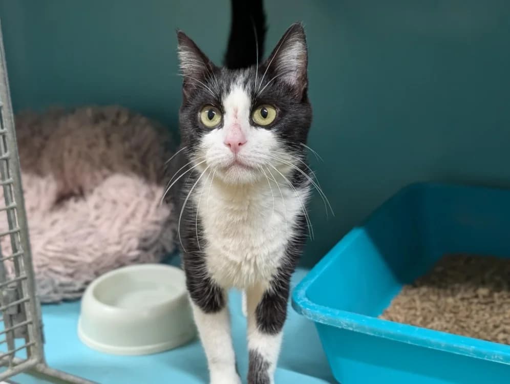 NAIAD A17427, female young Mixed Breed for adoption at SPA Orgeval, Orgeval
