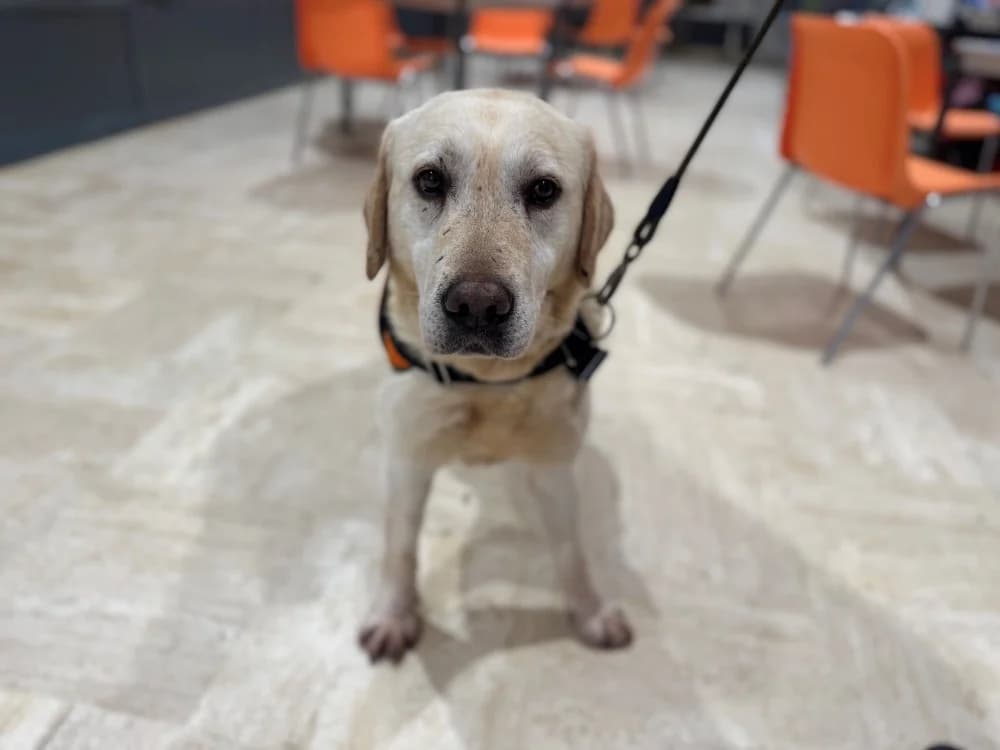 SYMPA, male 4yo Labrador Retriever for adoption at SPA Orgeval, Orgeval