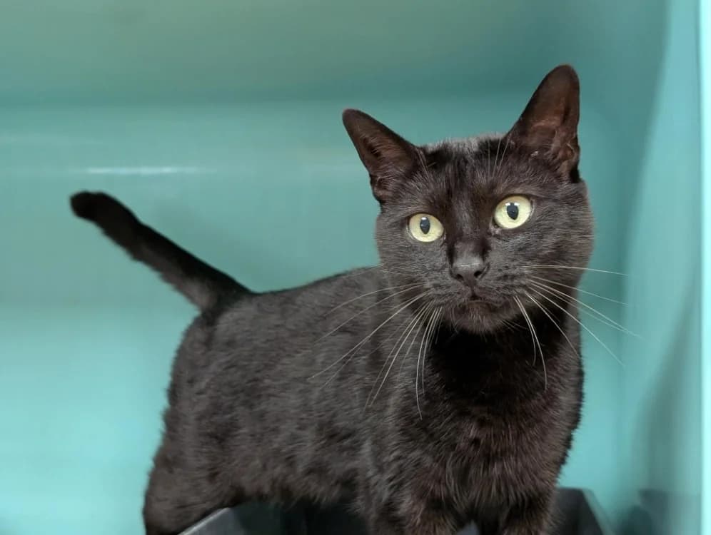 PIPOLITCHE, female 6yo Mixed Breed for adoption at SPA Orgeval, Orgeval