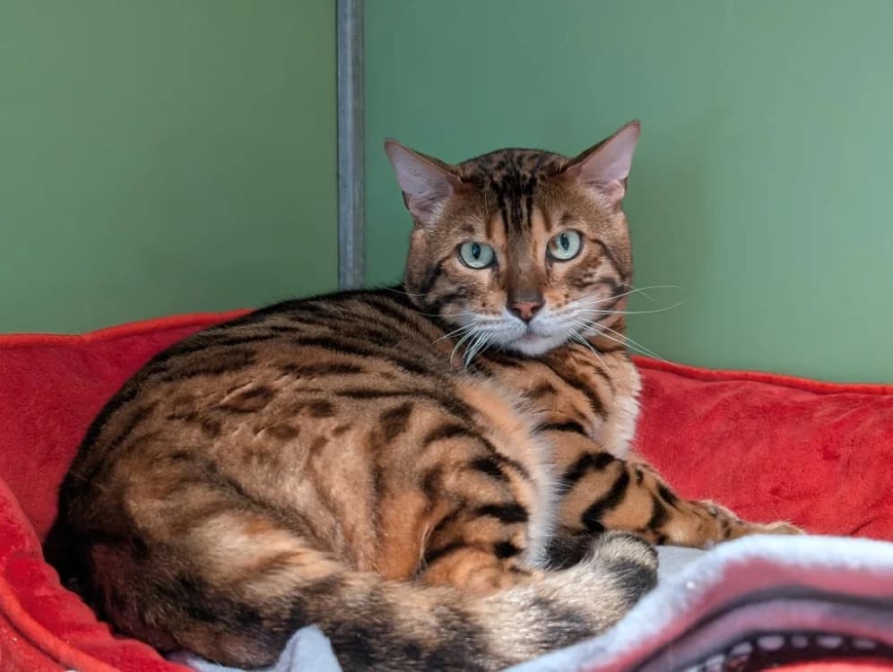 SORAL (A17425), male 5yo Mixed Breed for adoption at SPA Orgeval, Orgeval