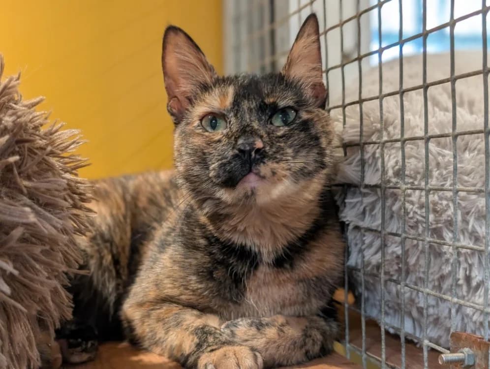 AQUALIE A17426, female young Mixed Breed for adoption at SPA Orgeval, Orgeval