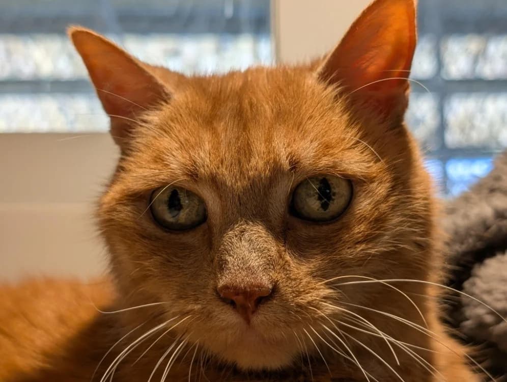 MILA A17424, female senior Mixed Breed for adoption at SPA Orgeval, Orgeval