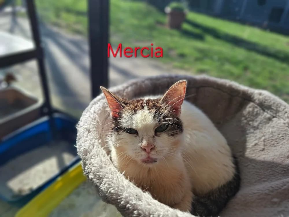 MERCIA A17387, female senior Mixed Breed for adoption at SPA Orgeval, Orgeval