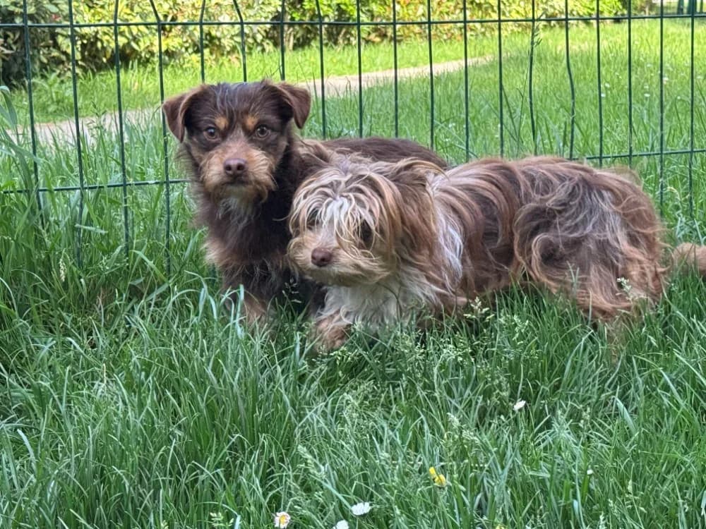 HOOPS, male young Mixed Breed for adoption at SPA Orgeval, Orgeval