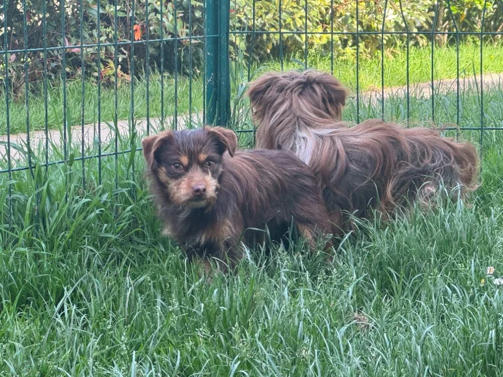 BETTY, female young Mixed Breed for adoption at SPA Orgeval, Orgeval