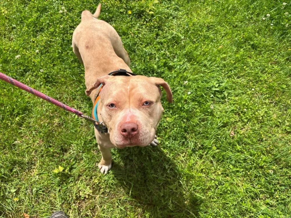 BULMA, female 4yo mixed breed for adoption at SPA Orgeval, Orgeval