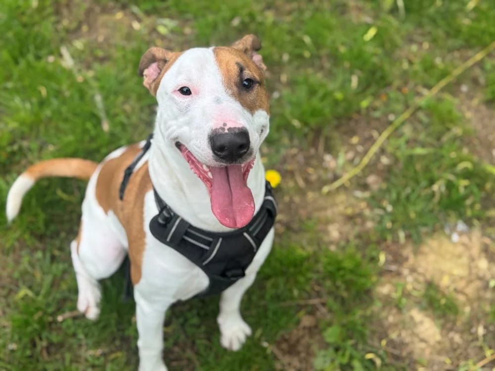 OAA19971 TANGO, male young Bull Terrier for adoption at SPA Orgeval, Orgeval