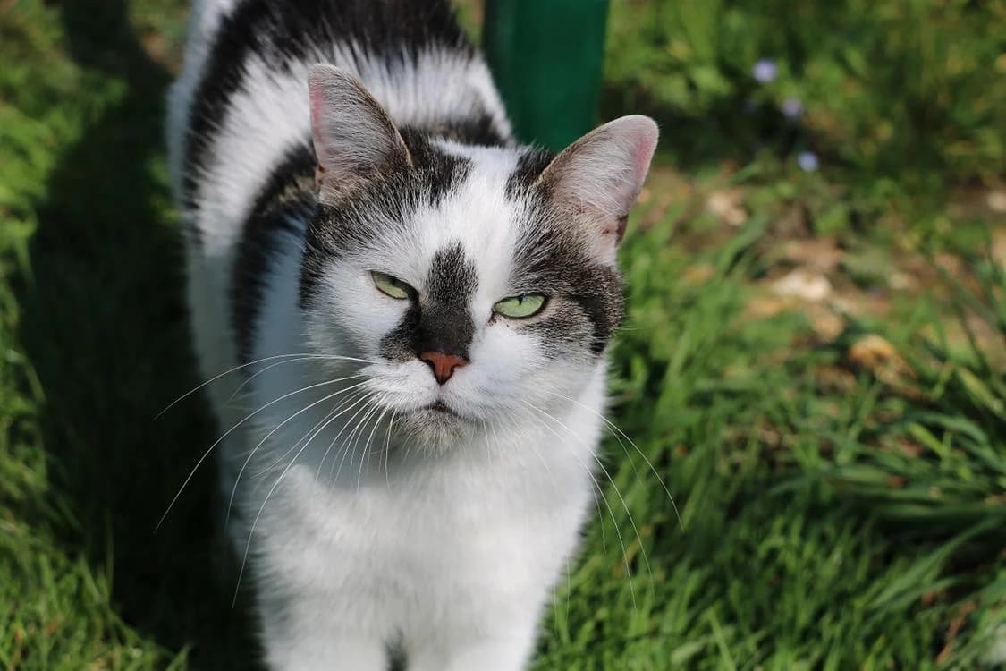 JASMINE A17378, Mixed Breed (SPA Orgeval)