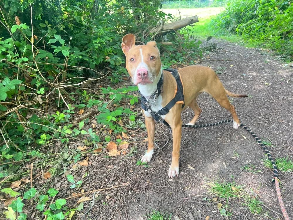OAA20001 CALI, female senior Mixed Breed for adoption at SPA Orgeval, Orgeval