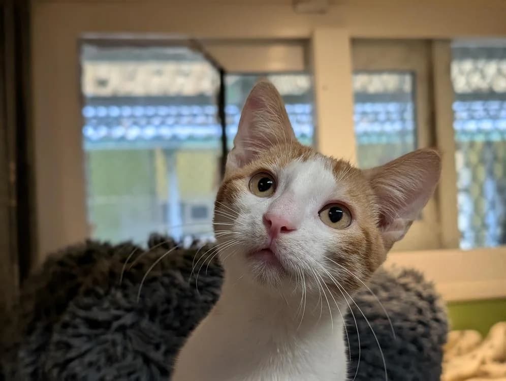 LULU A17441, male Mixed Breed for adoption at SPA Orgeval, Orgeval
