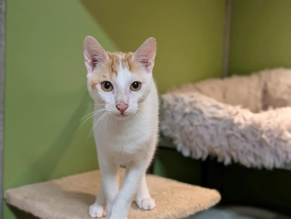 BENNY A17443, female Mixed Breed for adoption at SPA Orgeval, Orgeval