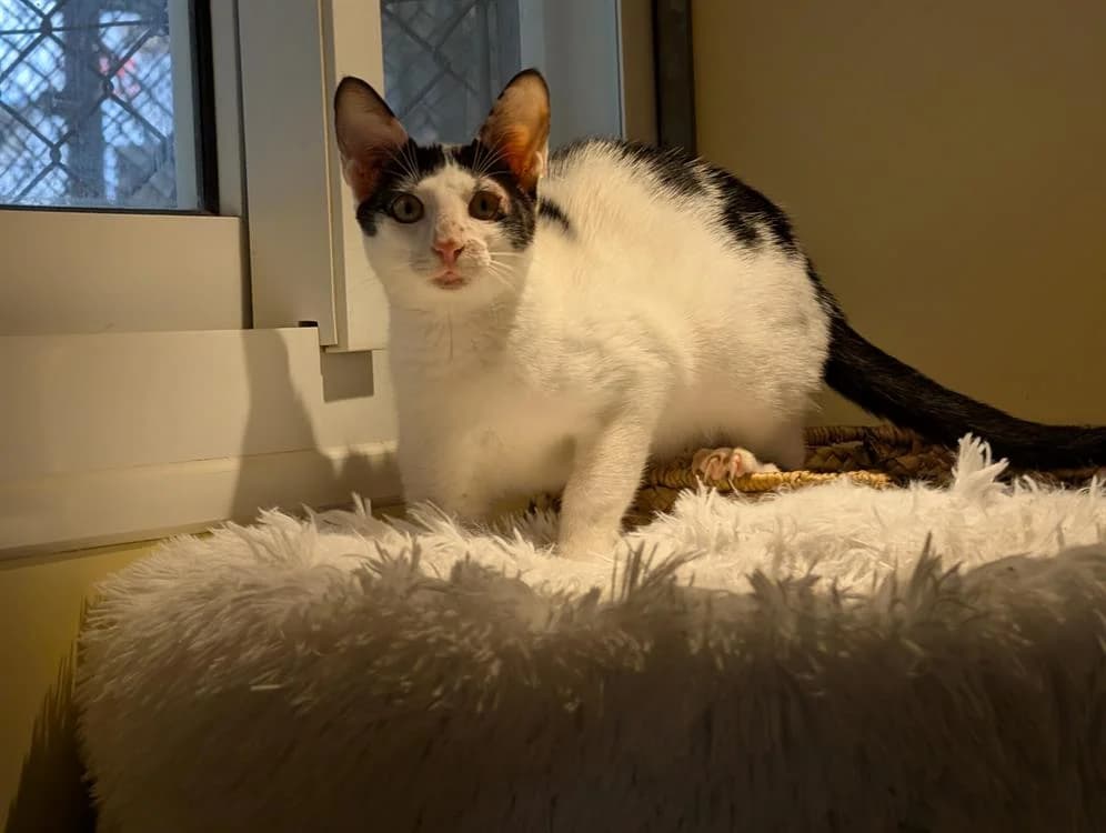 MALICE A17444, female Mixed Breed for adoption at SPA Orgeval, Orgeval