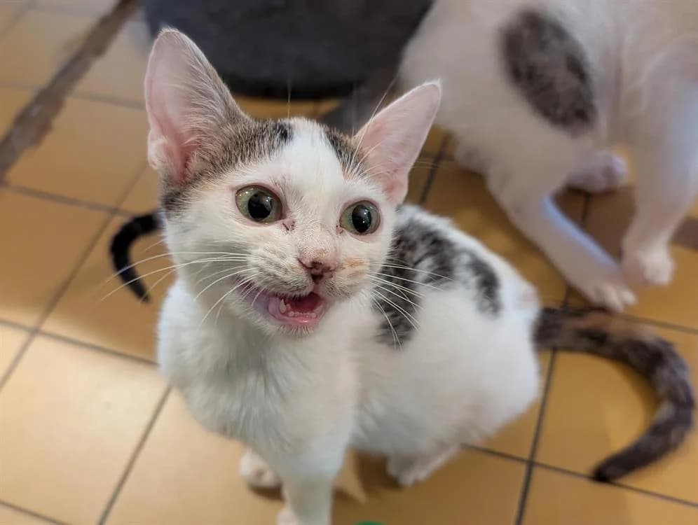 BONNIE A17446, female Mixed Breed for adoption at SPA Orgeval, Orgeval