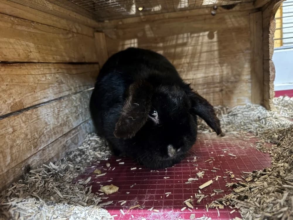 ROSALY, female Mixed Breed for adoption at SPA Orgeval, Orgeval