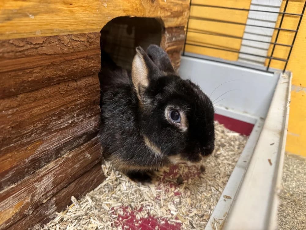VICTORIA, female Mixed Breed for adoption at SPA Orgeval, Orgeval