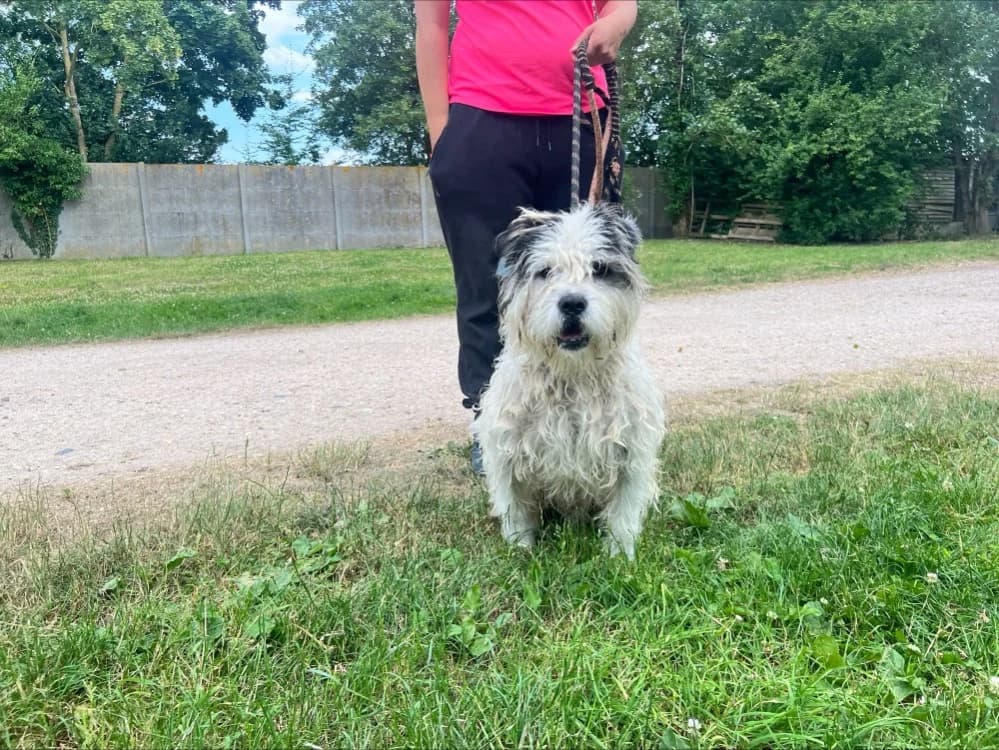 JOHNNY, male 3yo mixed breed for adoption at SPA Orgeval, Orgeval