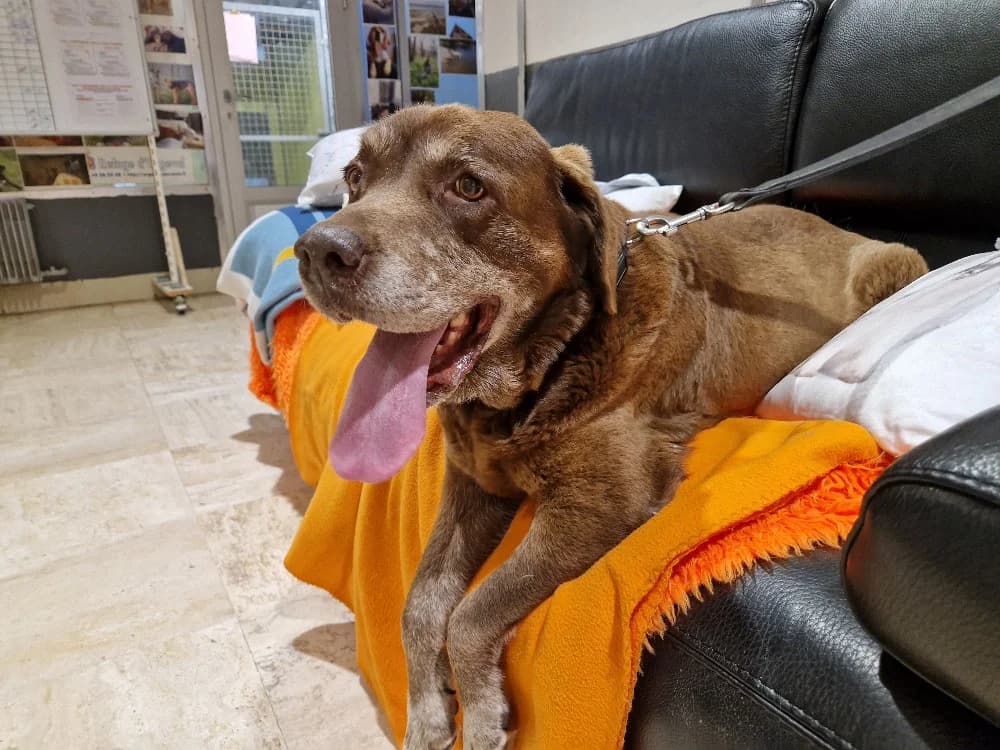 JESSIE, female senior Labrador Retriever for adoption at SPA Orgeval, Orgeval