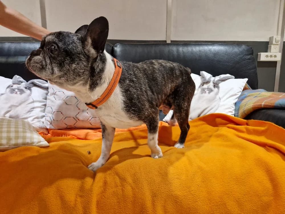 KLAUS, male senior French Bulldog for adoption at SPA Orgeval, Orgeval