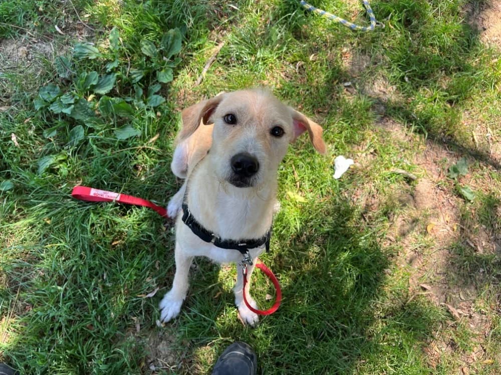 AKLI ( Réservé ), male young Mixed Breed for adoption at SPA Orgeval, Orgeval