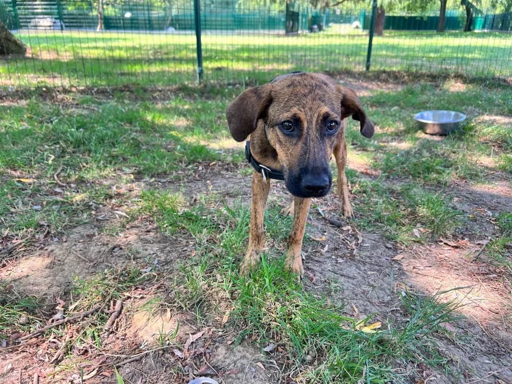 NEMA ( Réservée ), female Mixed Breed for adoption at SPA Orgeval, Orgeval