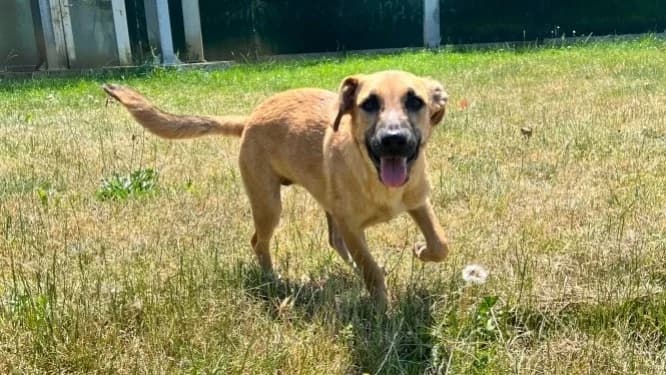 JEÏDA, female mixed breed for adoption at SPA Orgeval, Orgeval