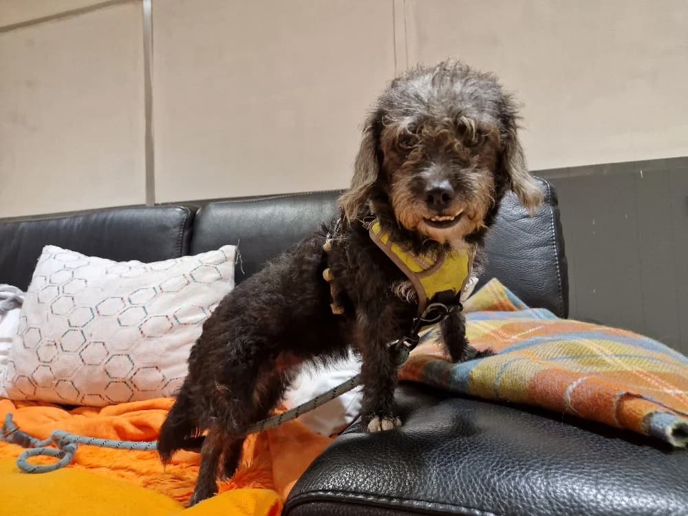 POUPY, female 4yo Poodle for adoption at SPA Orgeval, Orgeval