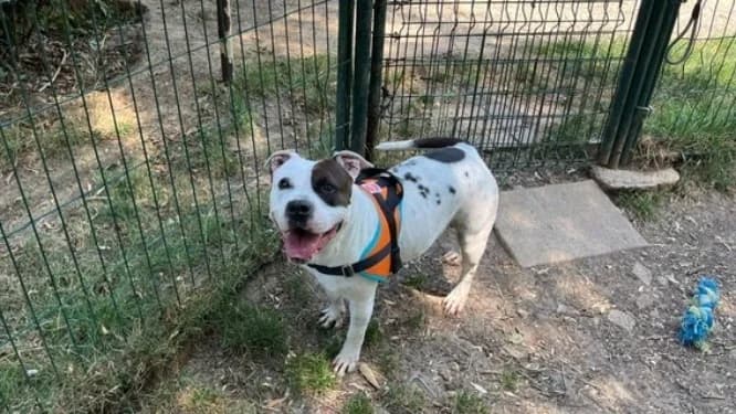 PAULINE, female 4yo Mixed Breed for adoption at SPA Orgeval, Orgeval